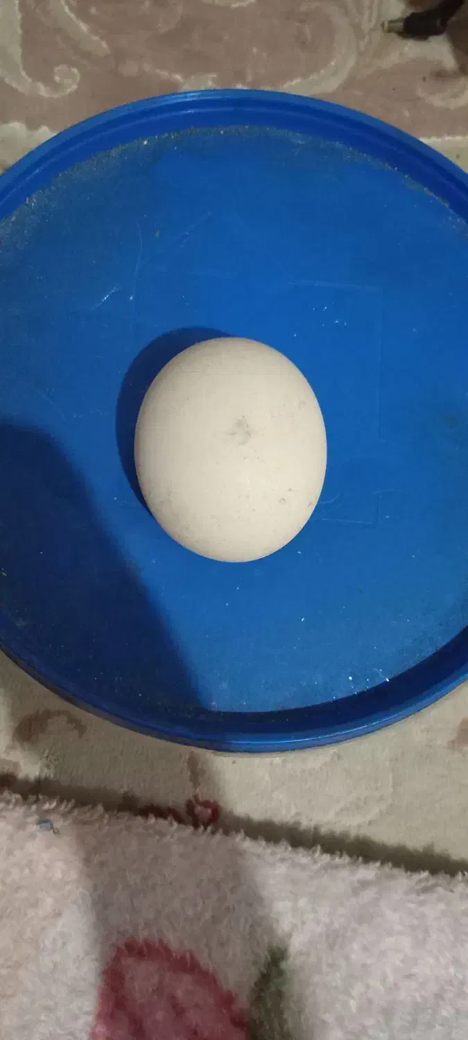 سنگ اسیاب اصل|جواهرات|رشت, یخسازی|دیوار