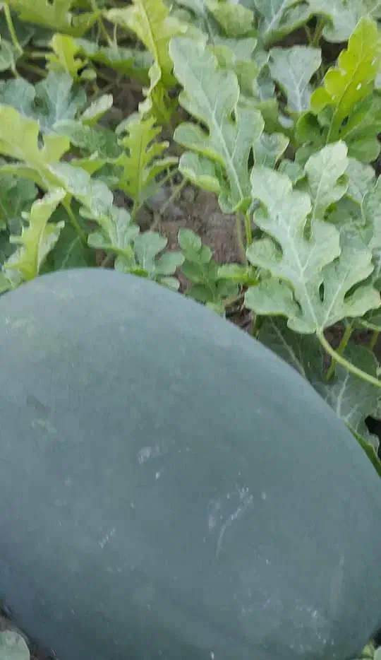 هندوانه یونیژن صادراتی|خوردنی و آشامیدنی|توکهور, |دیوار