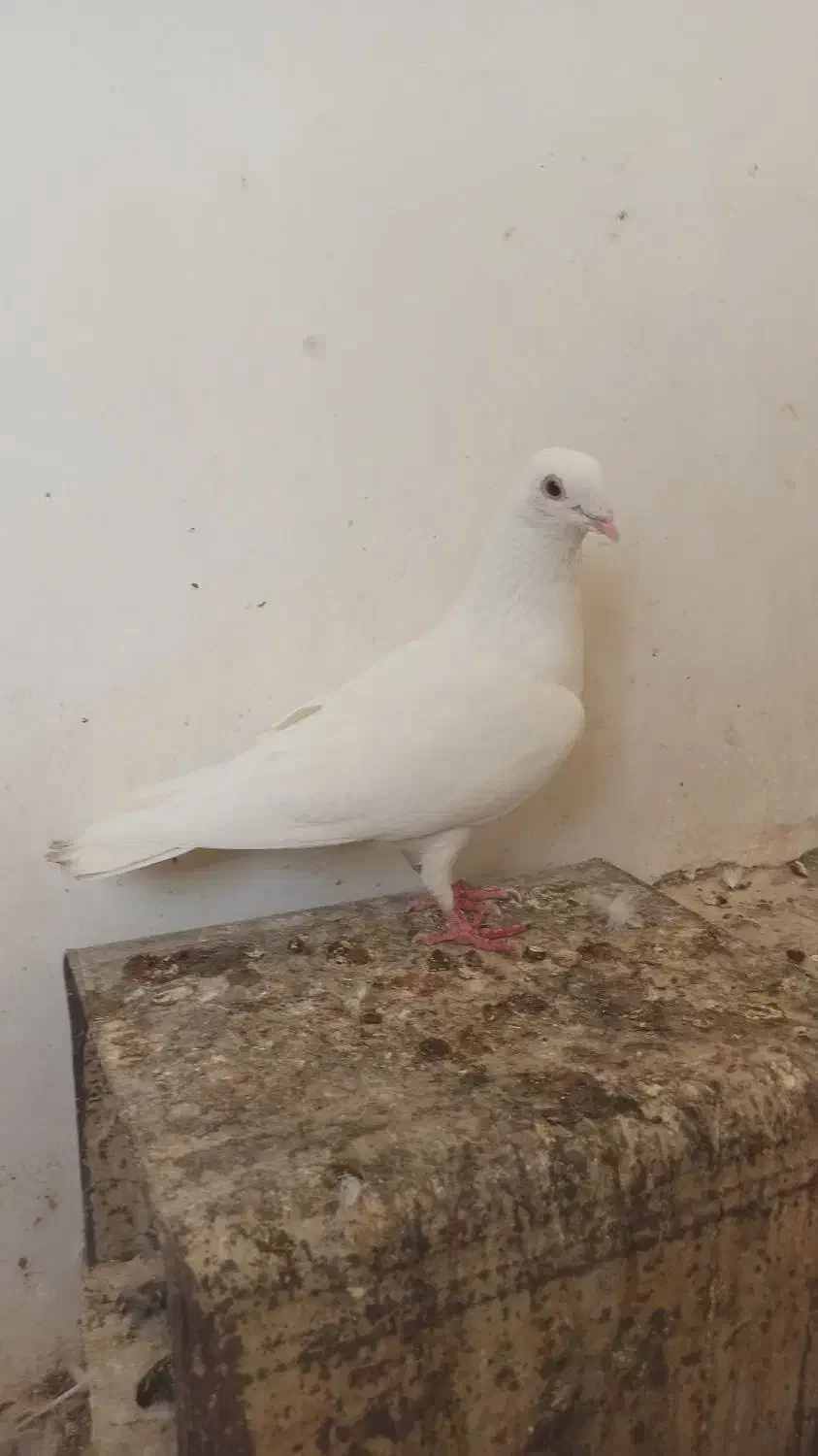 سفید بالاگیر.قناری|پرنده|بهبهان, |دیوار