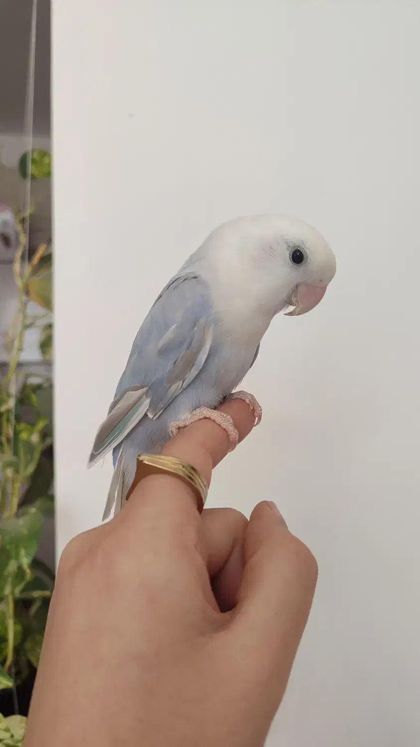 کوتوله نر نیمه رام|پرنده|بوشهر, |دیوار