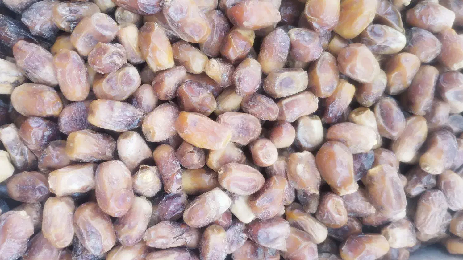 خرما زاهدی|خوردنی و آشامیدنی|رباطکریم, رباطکریم|دیوار