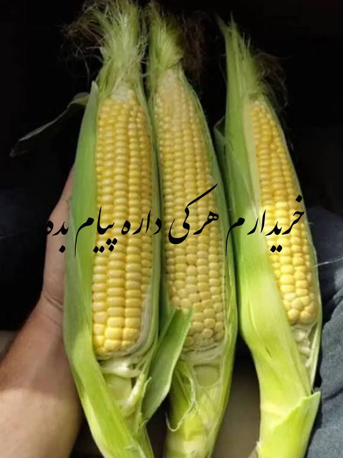 بلال|خوردنی و آشامیدنی|فاریاب, |دیوار