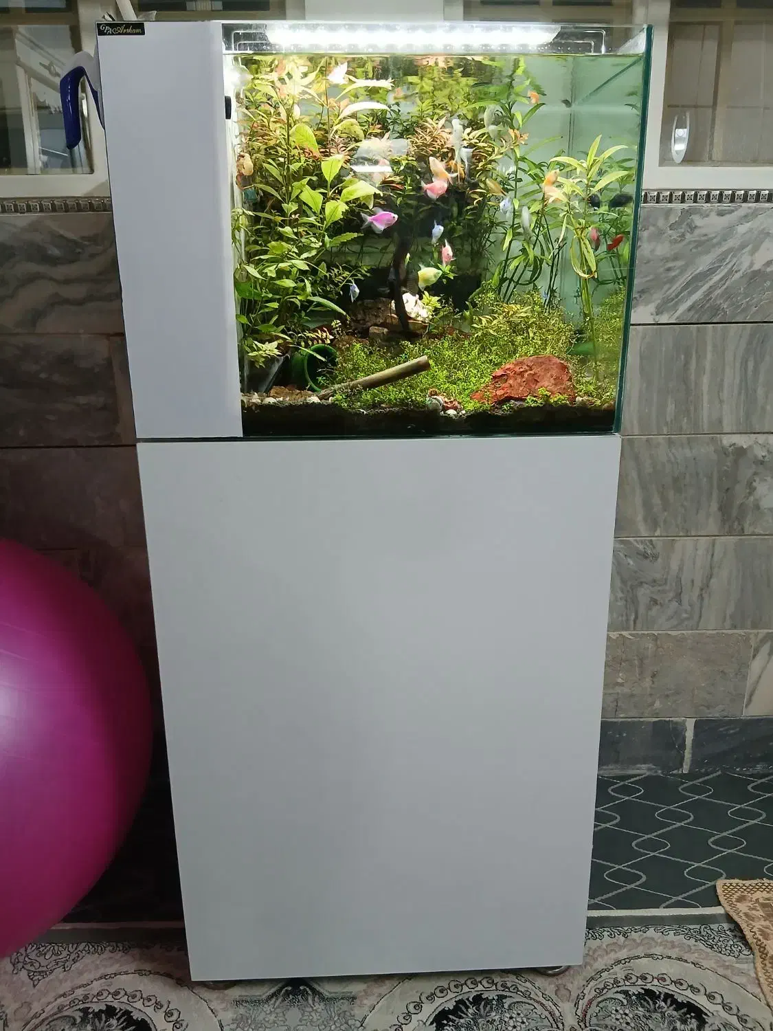 آکواریوم با گیاه زنده|ماهی|قم, نخودی|دیوار