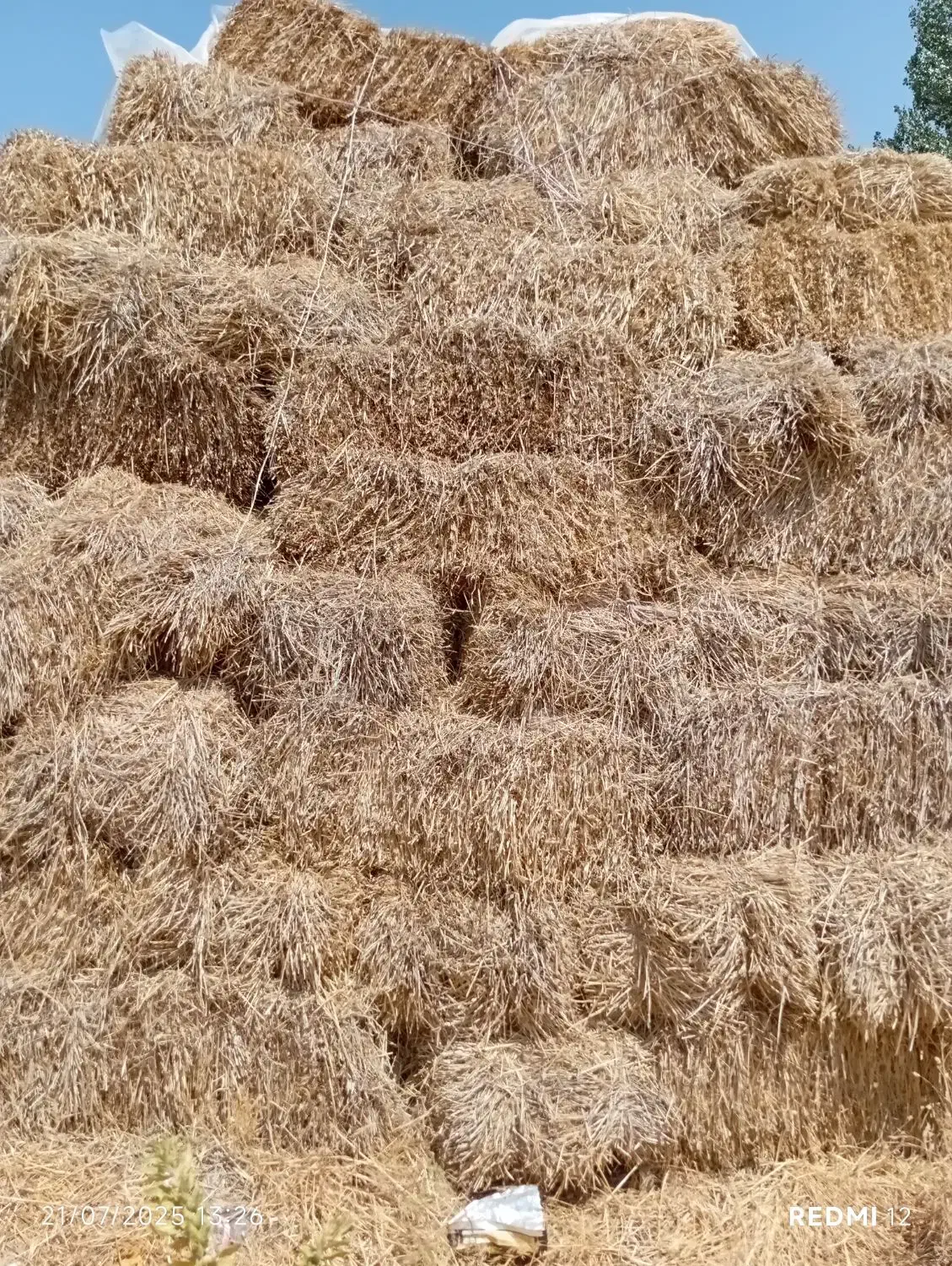 علوفه کاه با صرفه|حیوانات مزرعه|دشتک, |دیوار