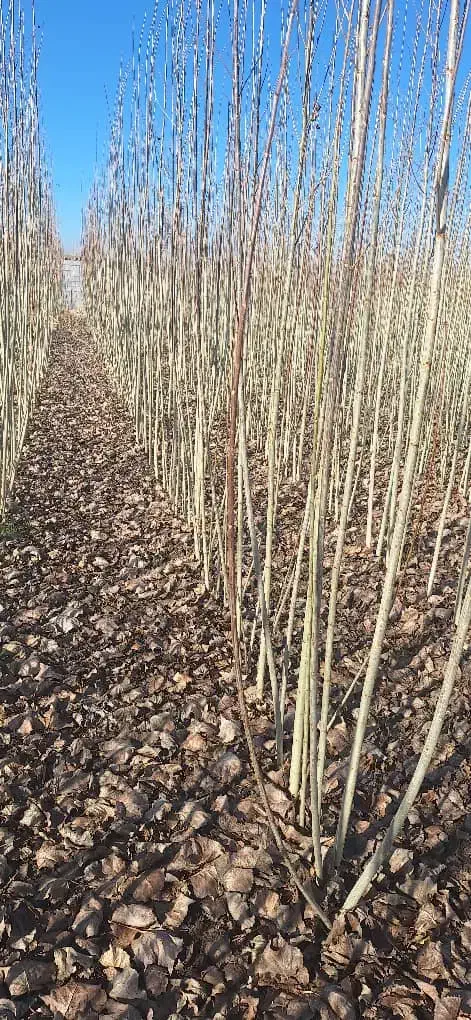 نهال صنوبر 1ساله (سایز درشت)|گل و گیاه طبیعی|میاندوآب, |دیوار