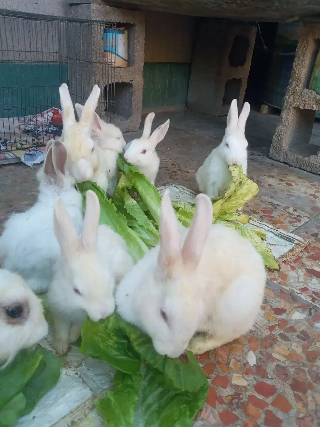 فروش خرگوش|موش و خرگوش|ایذه, |دیوار