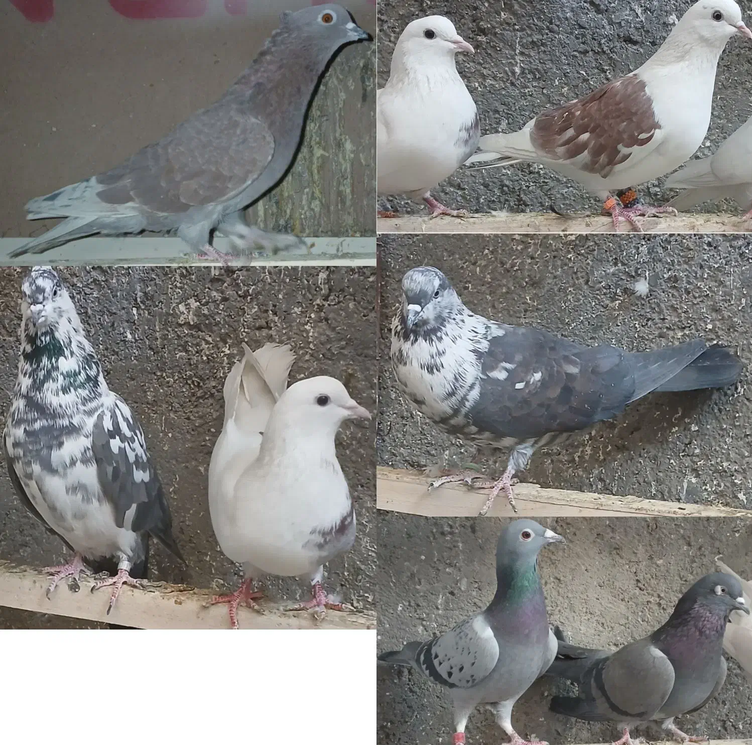 کبوتر کفتر|پرنده|الیگودرز, |دیوار