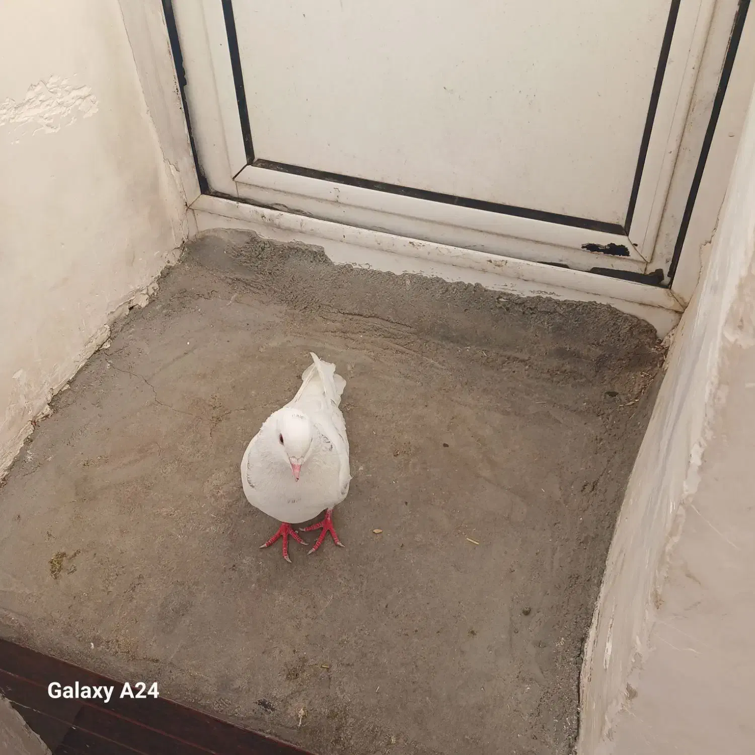 کفتر|پرنده|مشگین شهر, |دیوار