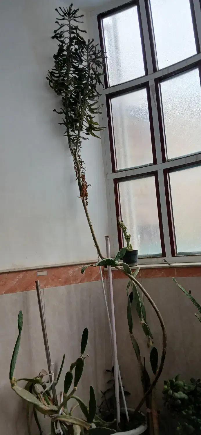 تمام گلها باهم|گل و گیاه طبیعی|مرند, |دیوار