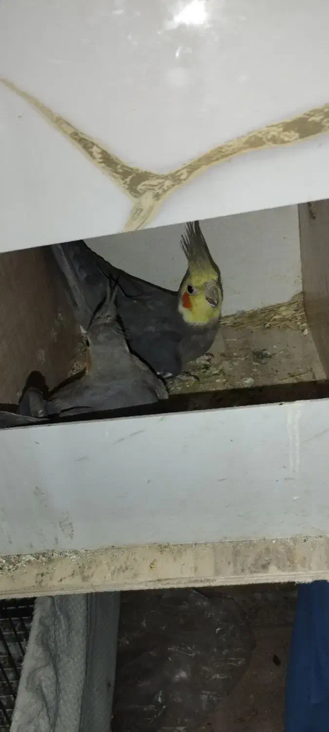 عروس هلندی مولد رو تخم کفتر قناری طوطی|پرنده|کرج, کلاک پایین|دیوار