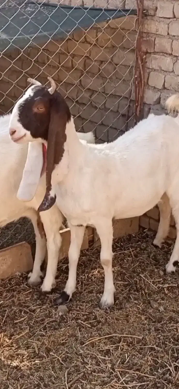 کولار و بز پاکستانی گوش بلند|حیوانات مزرعه|شهرآباد, |دیوار