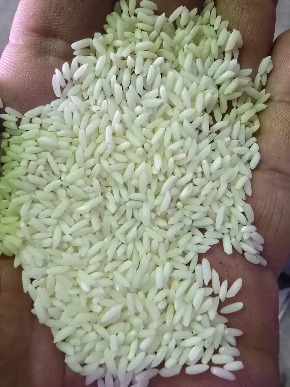 انواع برنج هندی و پاکستانی|عمدهفروشی|شادگان, |دیوار