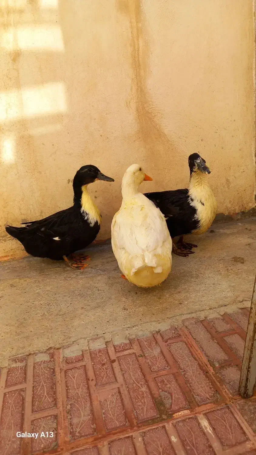 سه عدد مرغابی دانه ای 800 هزار|حیوانات مزرعه|پیرانشهر, |دیوار