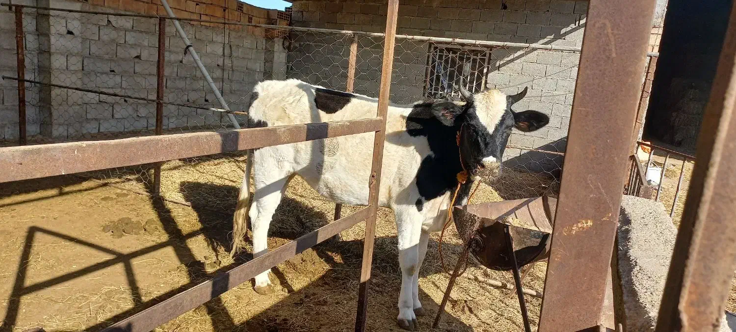 دو تا گاو نزاییده|حیوانات مزرعه|سیمین شهر, |دیوار