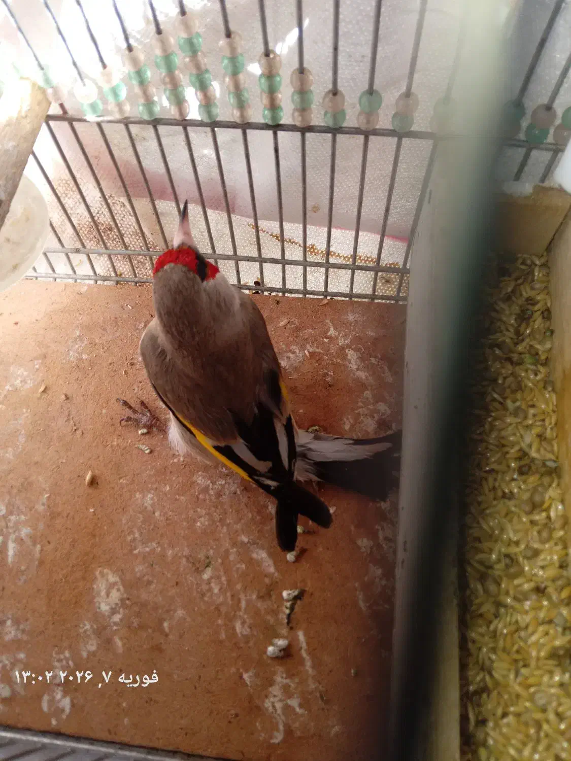 سهره یا سقا|پرنده|سیرجان, |دیوار