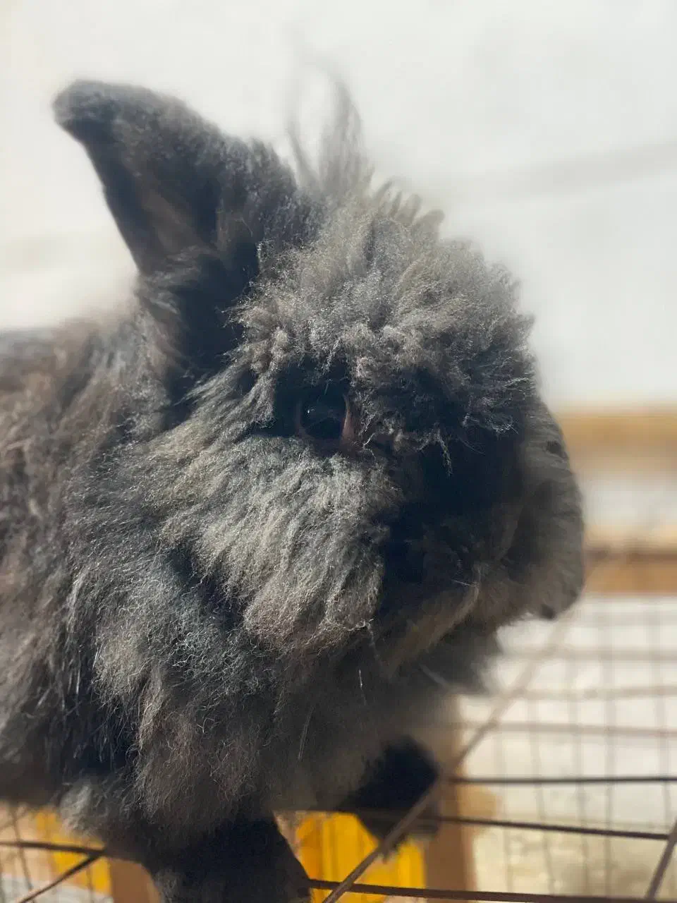 واگذاری رایگان|موش و خرگوش|آمل, |دیوار