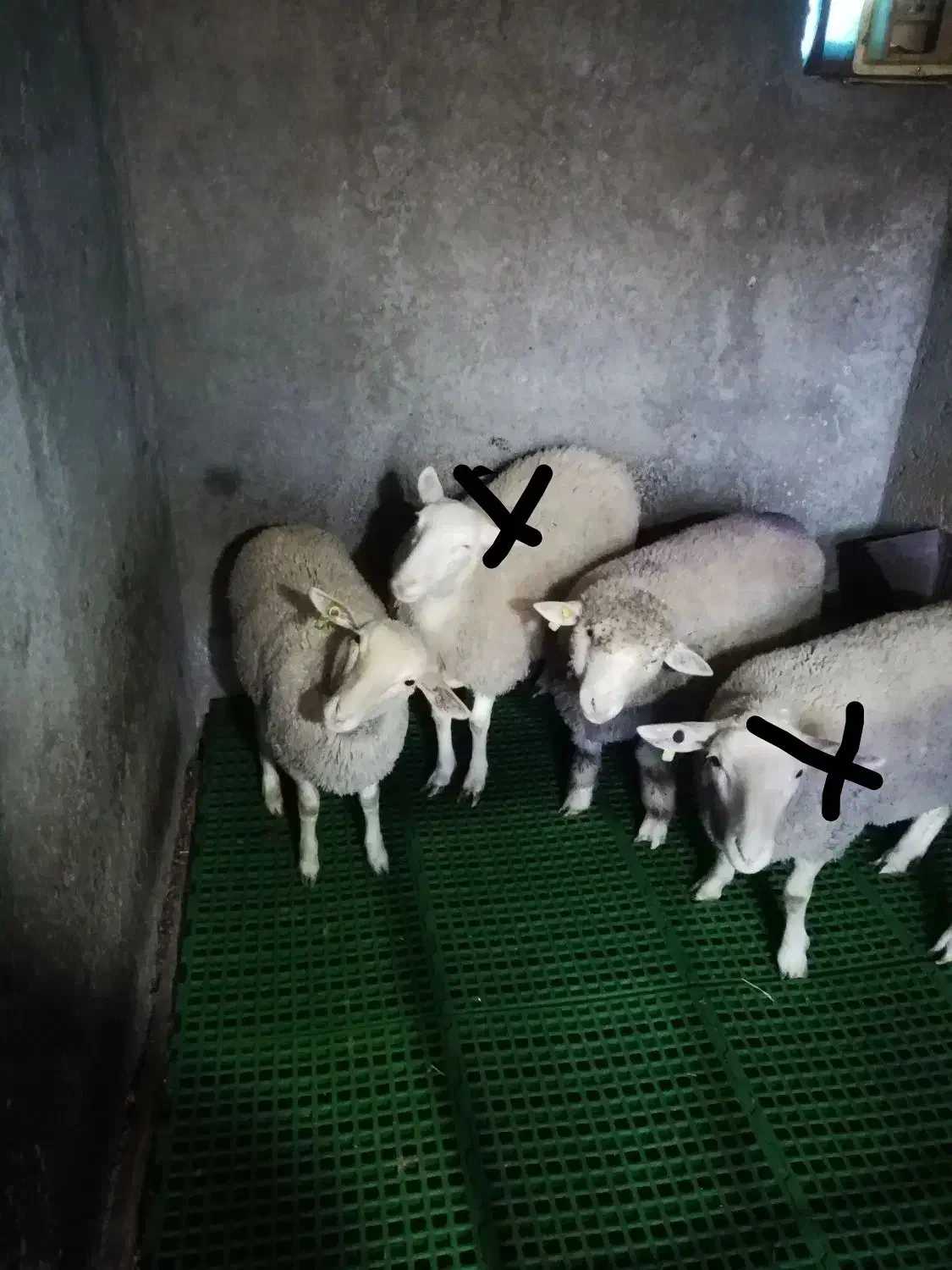 بره  ایلدوفرانس اصل|حیوانات مزرعه|کاشان, لتحر|دیوار