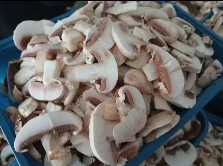 پخش قارچ|خوردنی و آشامیدنی|شیراز, هفت تنان|دیوار