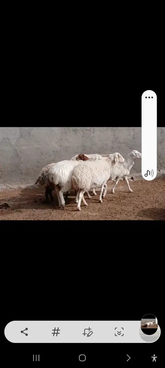 میش آبستن|حیوانات مزرعه|کاشمر, |دیوار