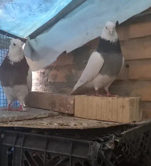 کبوتر طوقی|پرنده|آباده, |دیوار