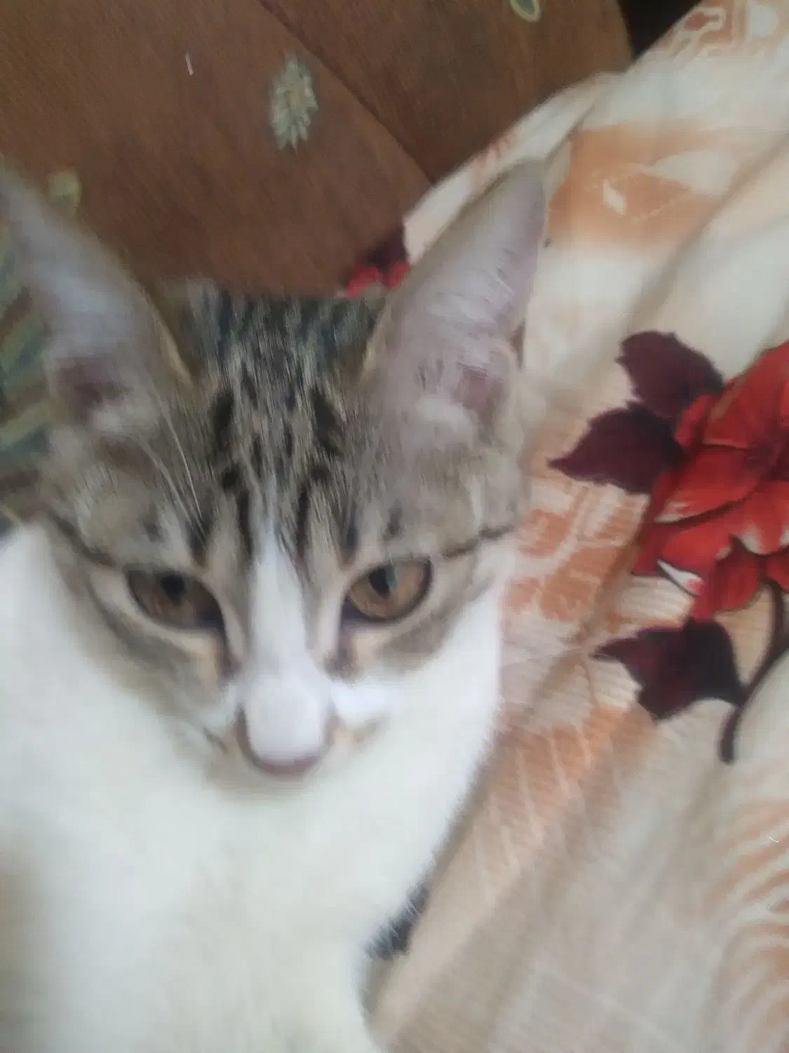 پیشی ملوسی|گربه|نمین, |دیوار