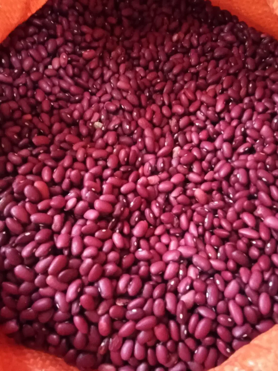 پخش عمده حبوبات برنج تخمه ادویه جات اصفهان|خوردنی و آشامیدنی|خمینیشهر, |دیوار