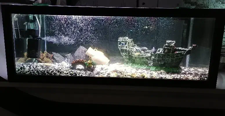 آکواریوم|ماهی|قم, شاه سید علی|دیوار