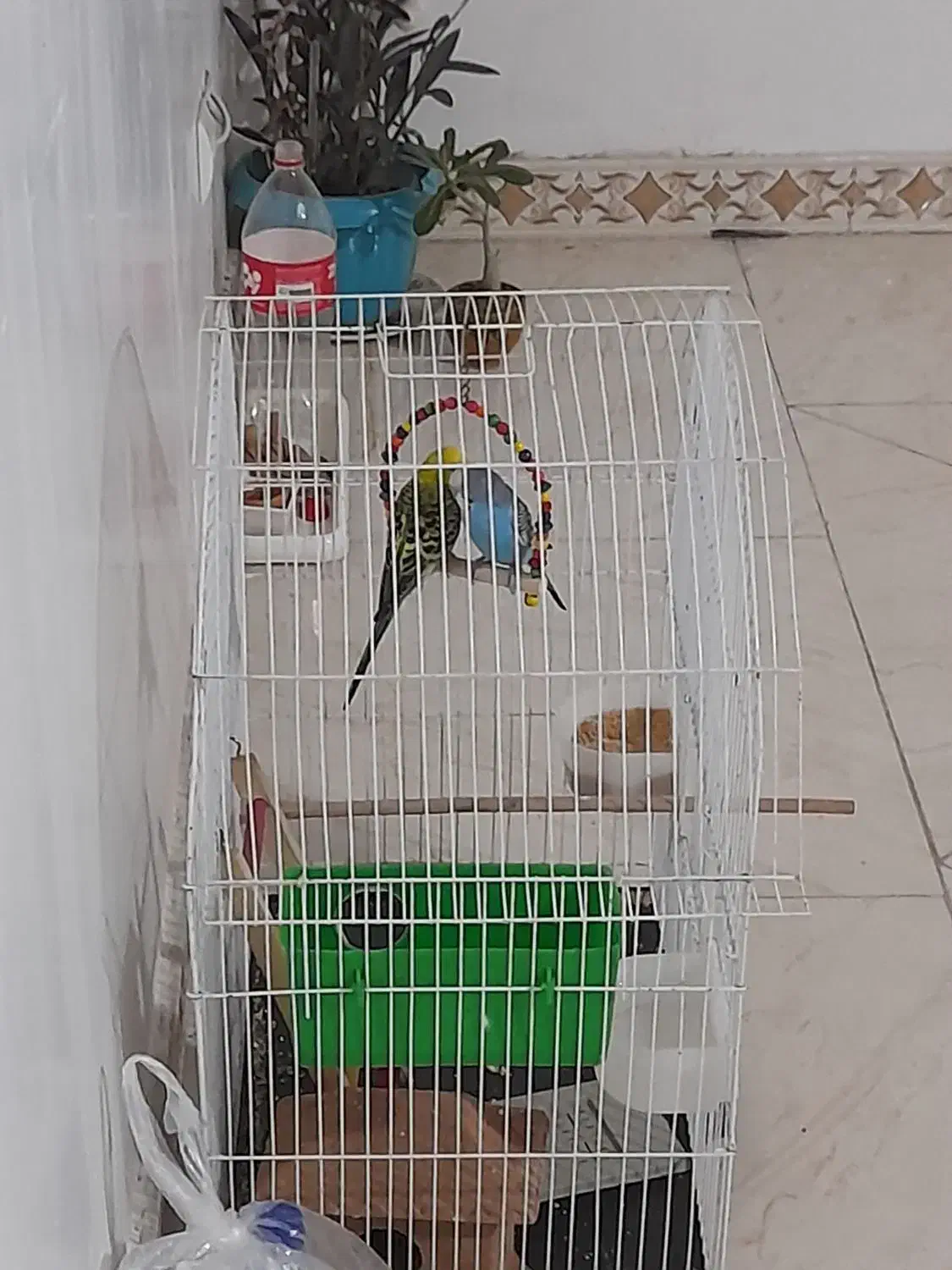 مرغ عشق|پرنده|پاکدشت, پاکدشت (مامازند)|دیوار