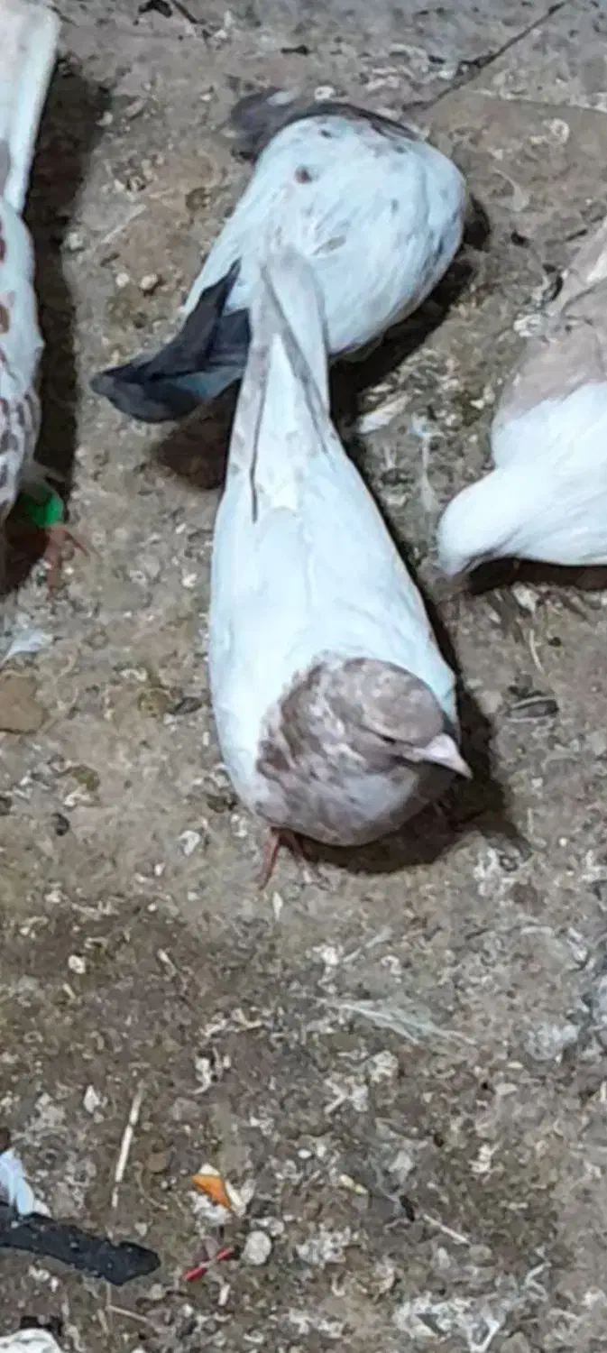 گمشده|حیوانات|سبزوار, همت|دیوار