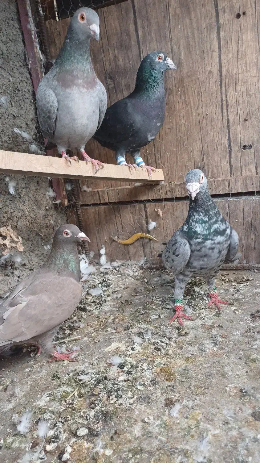 چهار عدد کوهی درجه یک مولد|پرنده|همدان, |دیوار