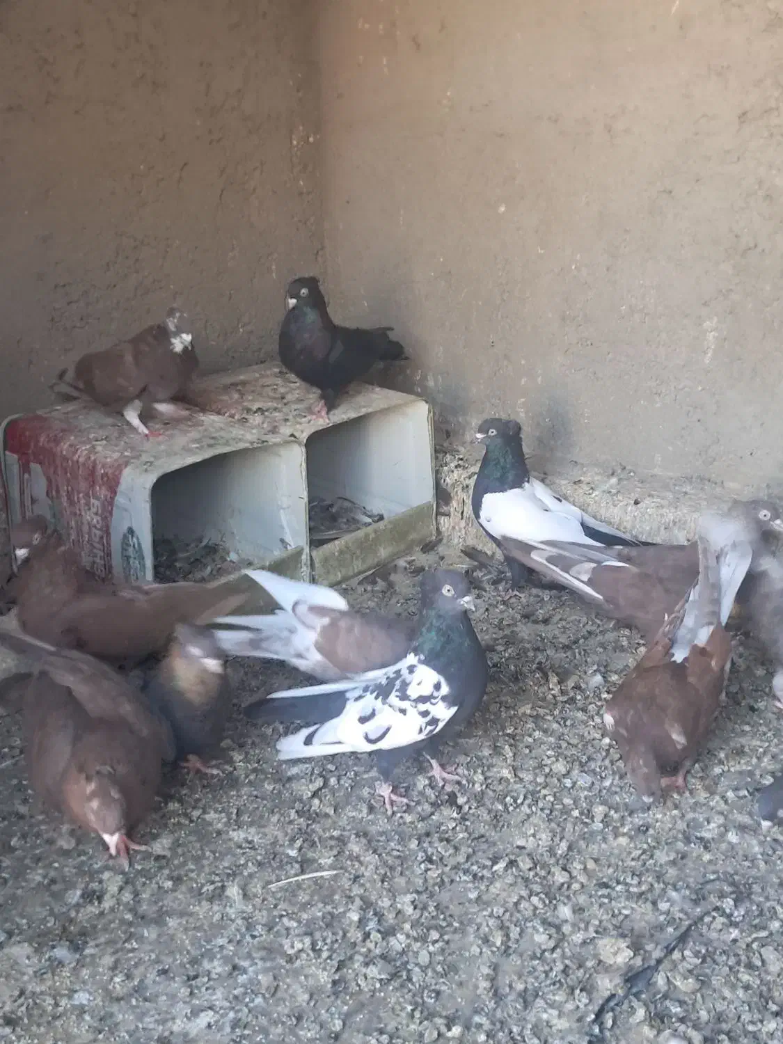 کبوتر نر سینه ای|پرنده|خمینی‌شهر, |دیوار