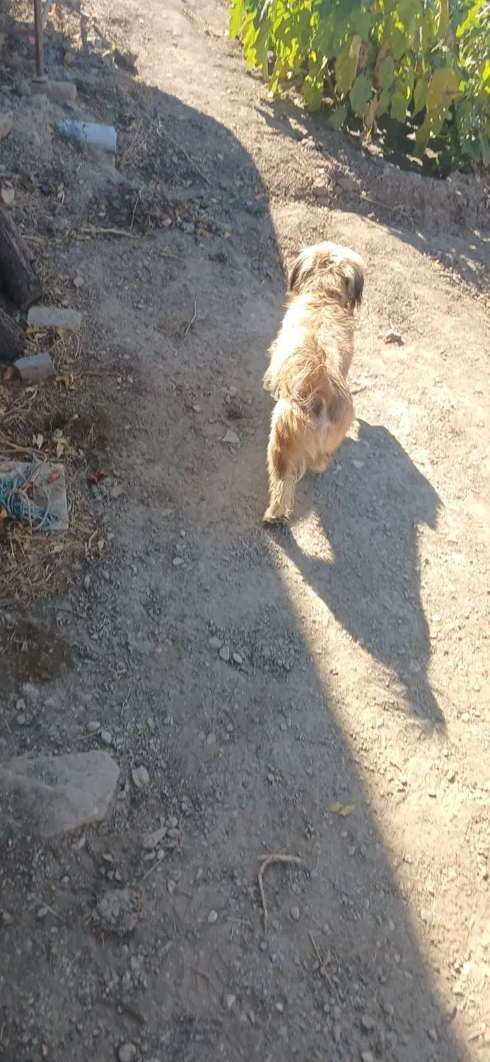 سگ پاکوتاه|سگ|شاهرود, |دیوار