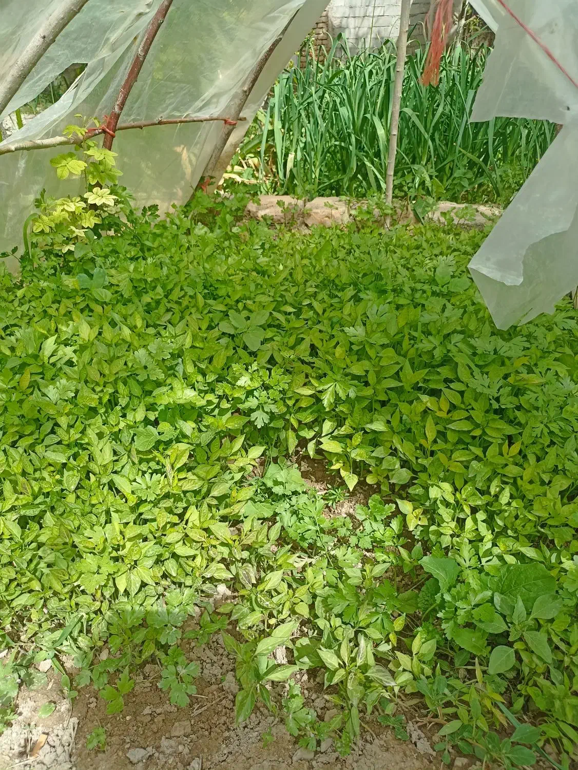 نیشه|گل و گیاه طبیعی|درگزین, |دیوار