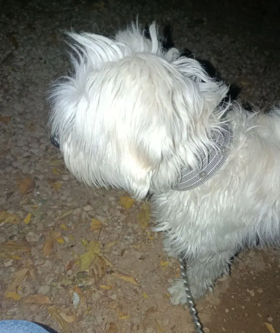 سگ باهوش|سگ|یاسوج, |دیوار