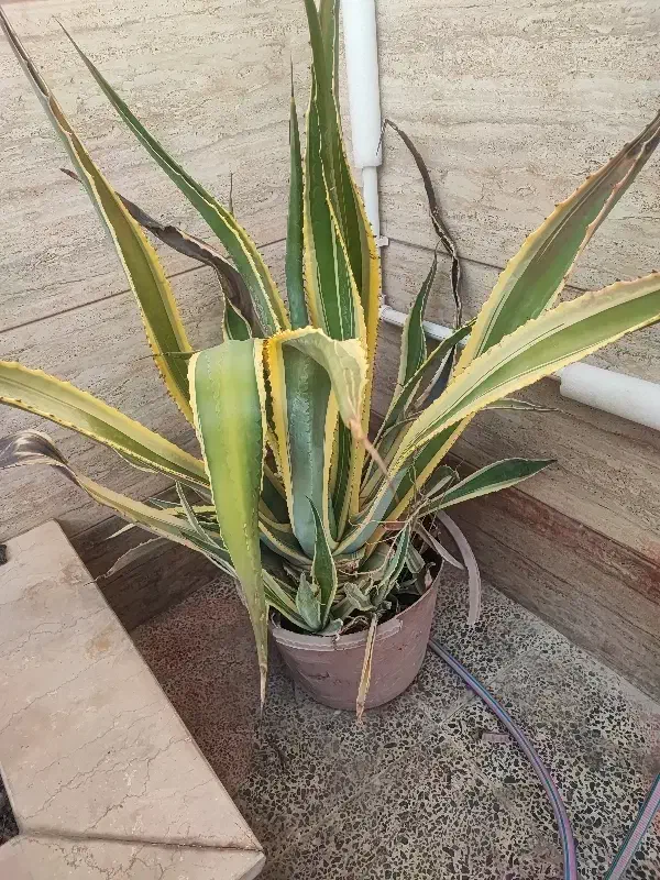 آگاو زیبا|گل و گیاه طبیعی|پیر بکران, |دیوار