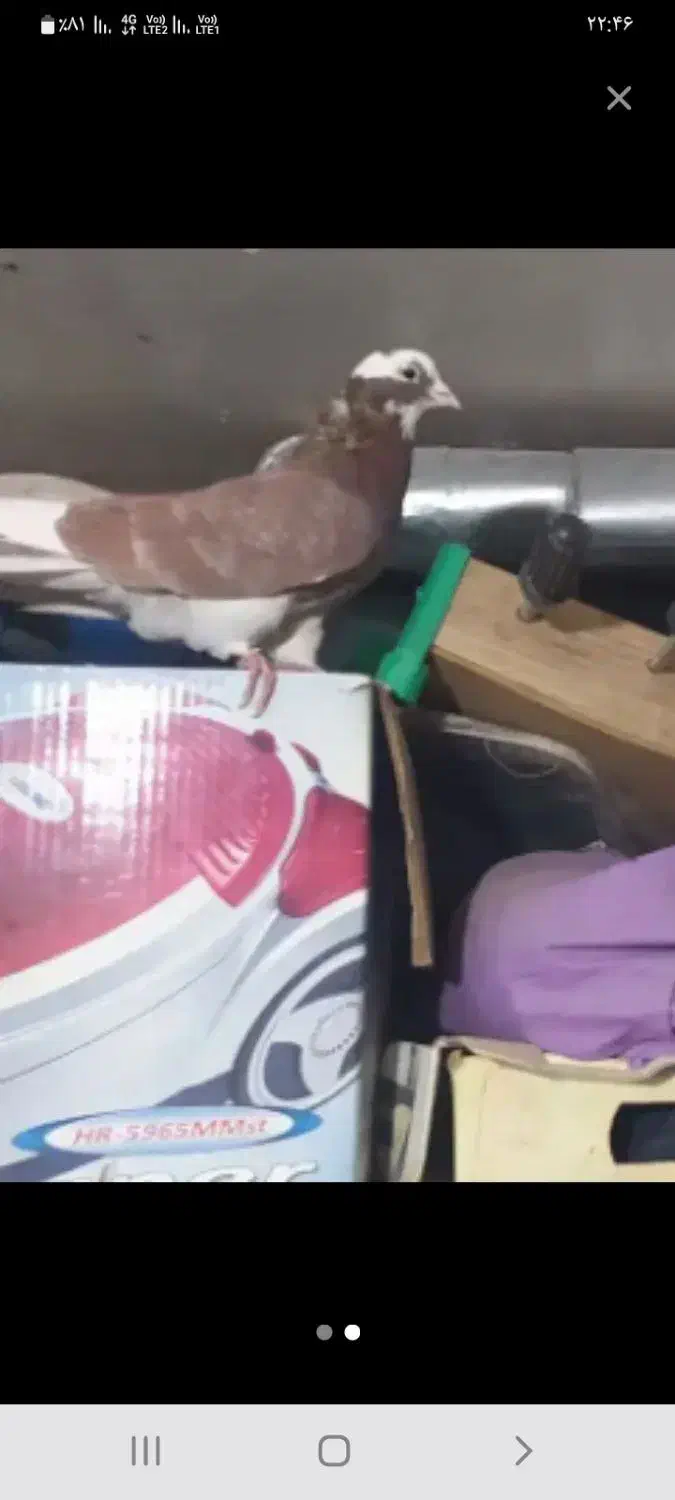 کفتر|حیوانات|ماهدشت, |دیوار