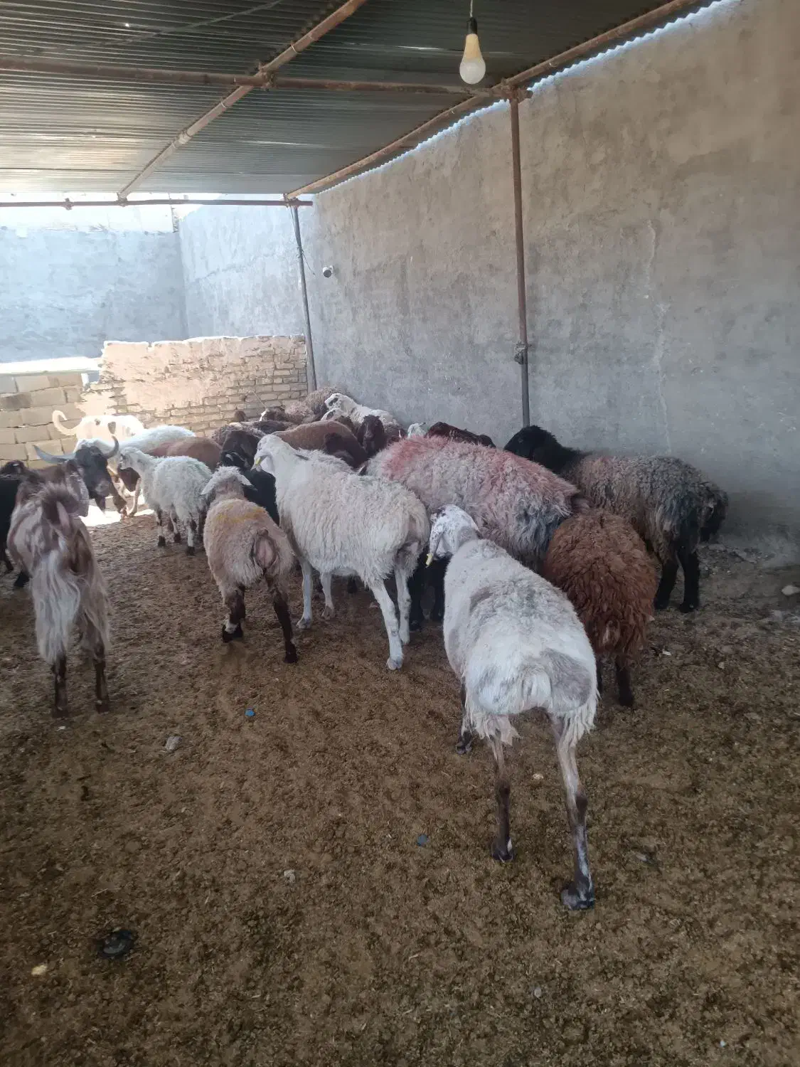 شش ماه نرینه قلم آبی گوسفندزنده تعاون|حیوانات مزرعه|مشهد, نوید|دیوار