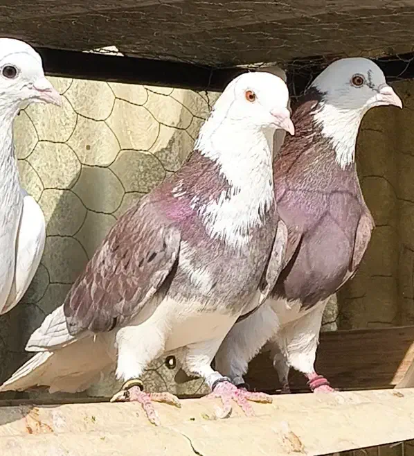 بیست جفت کفتر امتحان پس داده|پرنده|تهران, ورزشگاه آزادی|دیوار