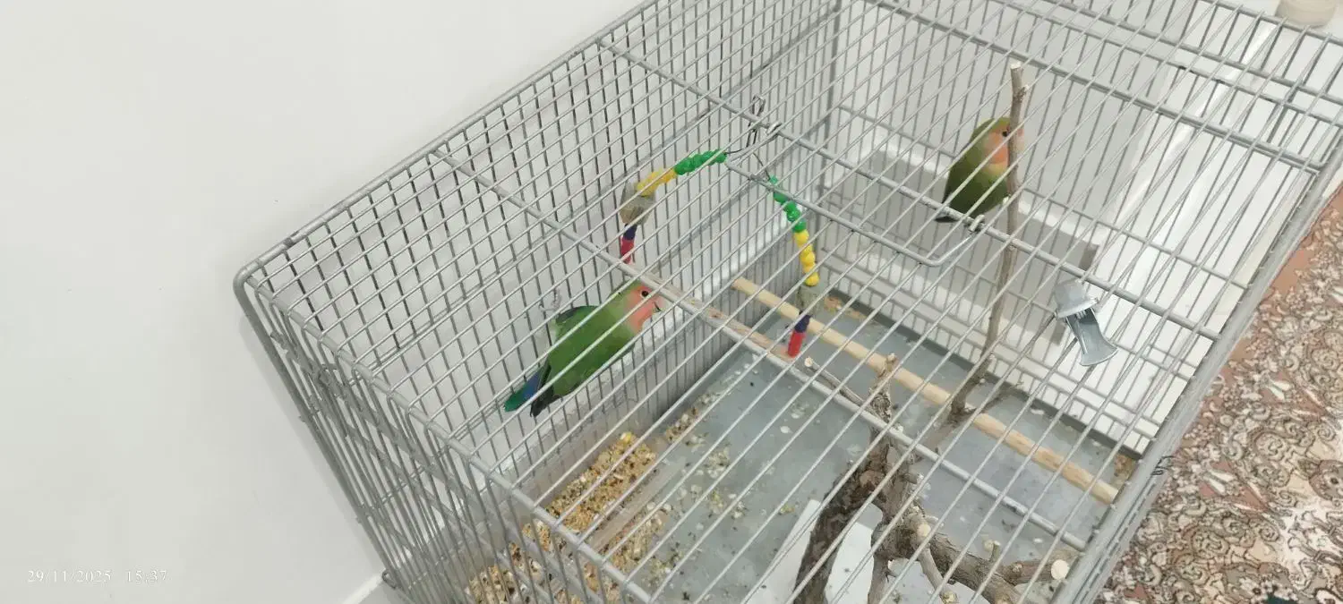 طوطی برزیلی|پرنده|دهگلان, |دیوار