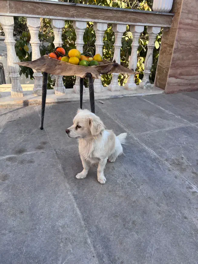 سگ پاکوتاه|سگ|چهارباغ, |دیوار