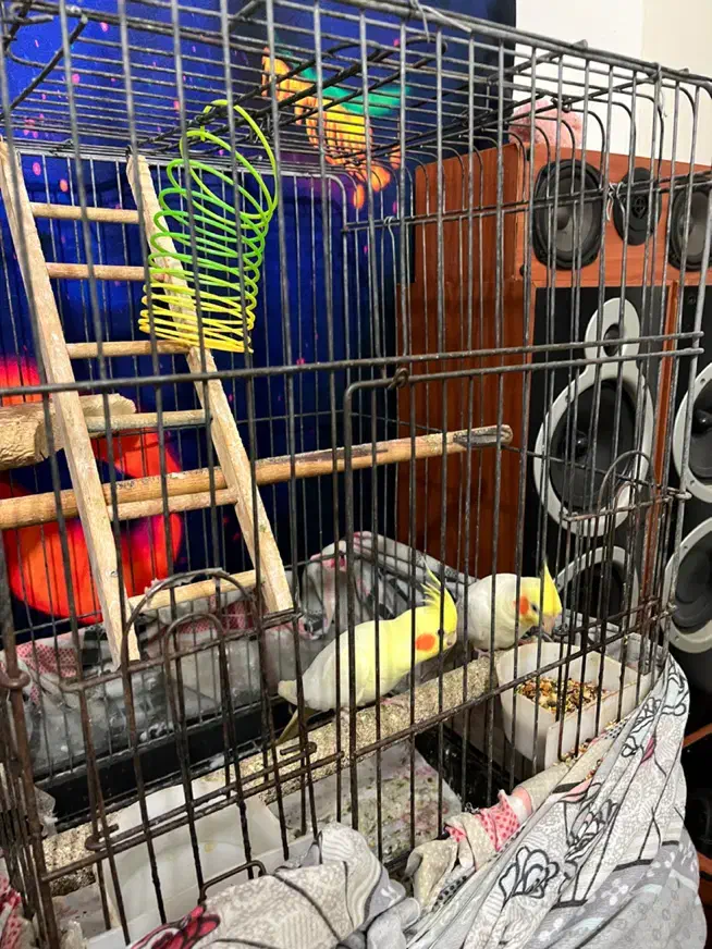 جفت عروس هلندی سخنگو|پرنده|کیش, |دیوار