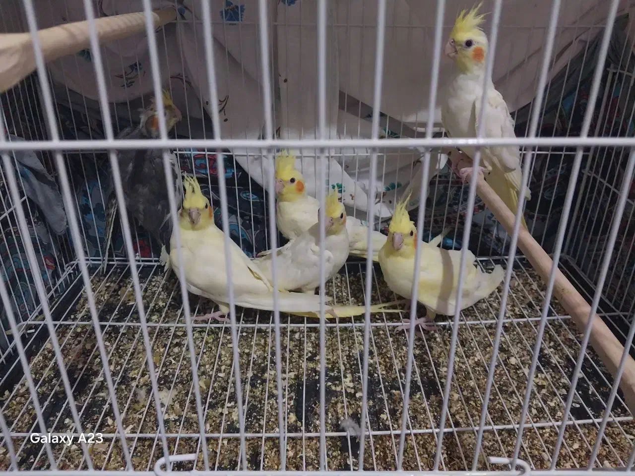 عروس هلندی|پرنده|زبرخان, |دیوار