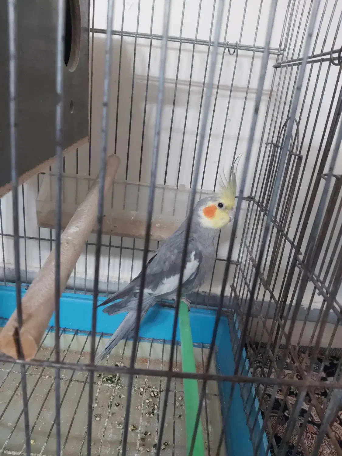 عروس هلندی نر سرحال|پرنده|پاکدشت, خاتون آباد|دیوار