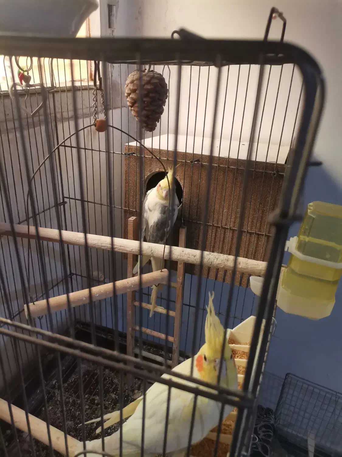 عروس هلندی جفت|پرنده|ساوه, |دیوار