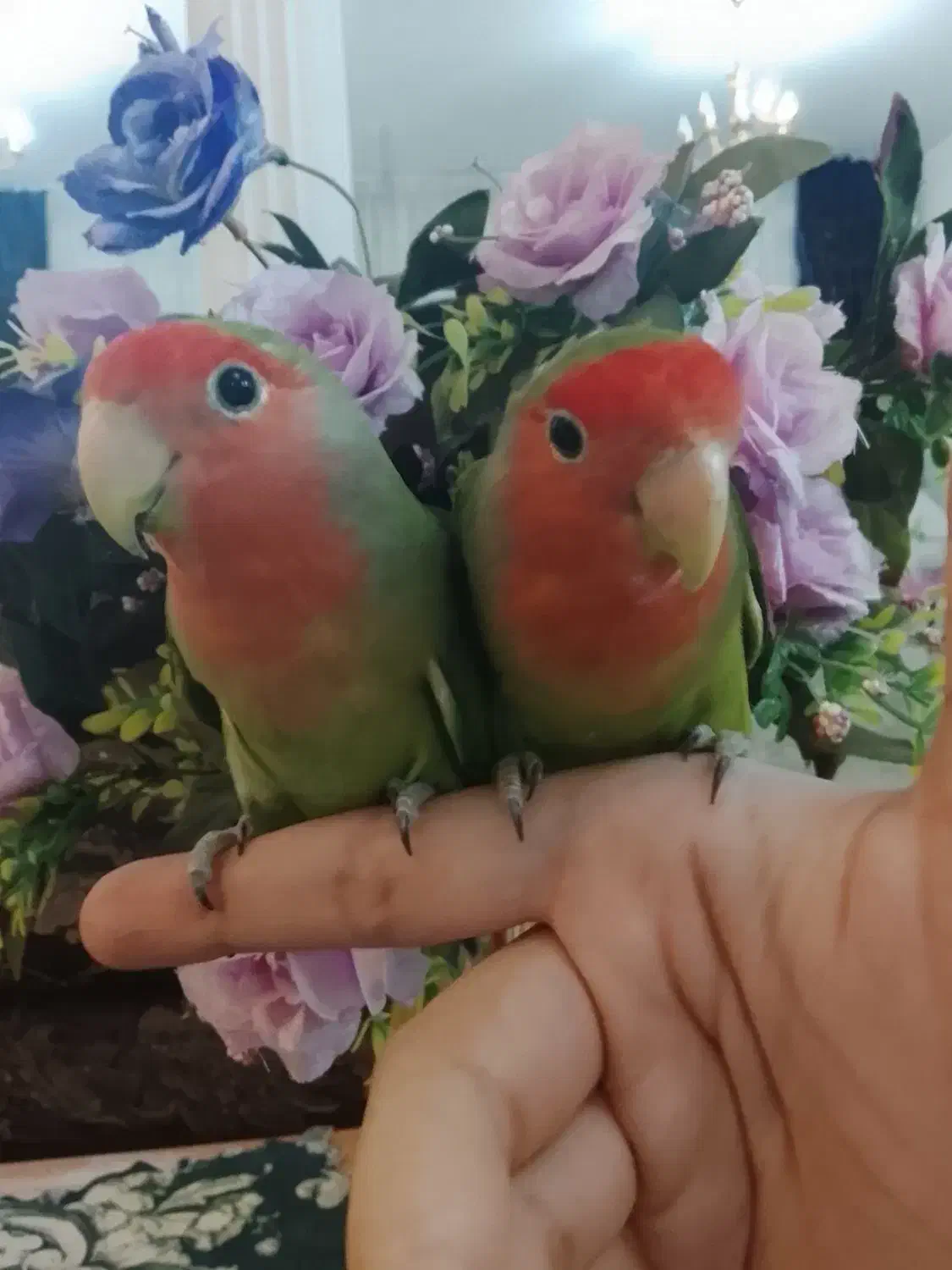 جفت کوتوله بالغ دستی خوشگل لطفاً تماس بگیرید|پرنده|مشهد, رضاشهر|دیوار