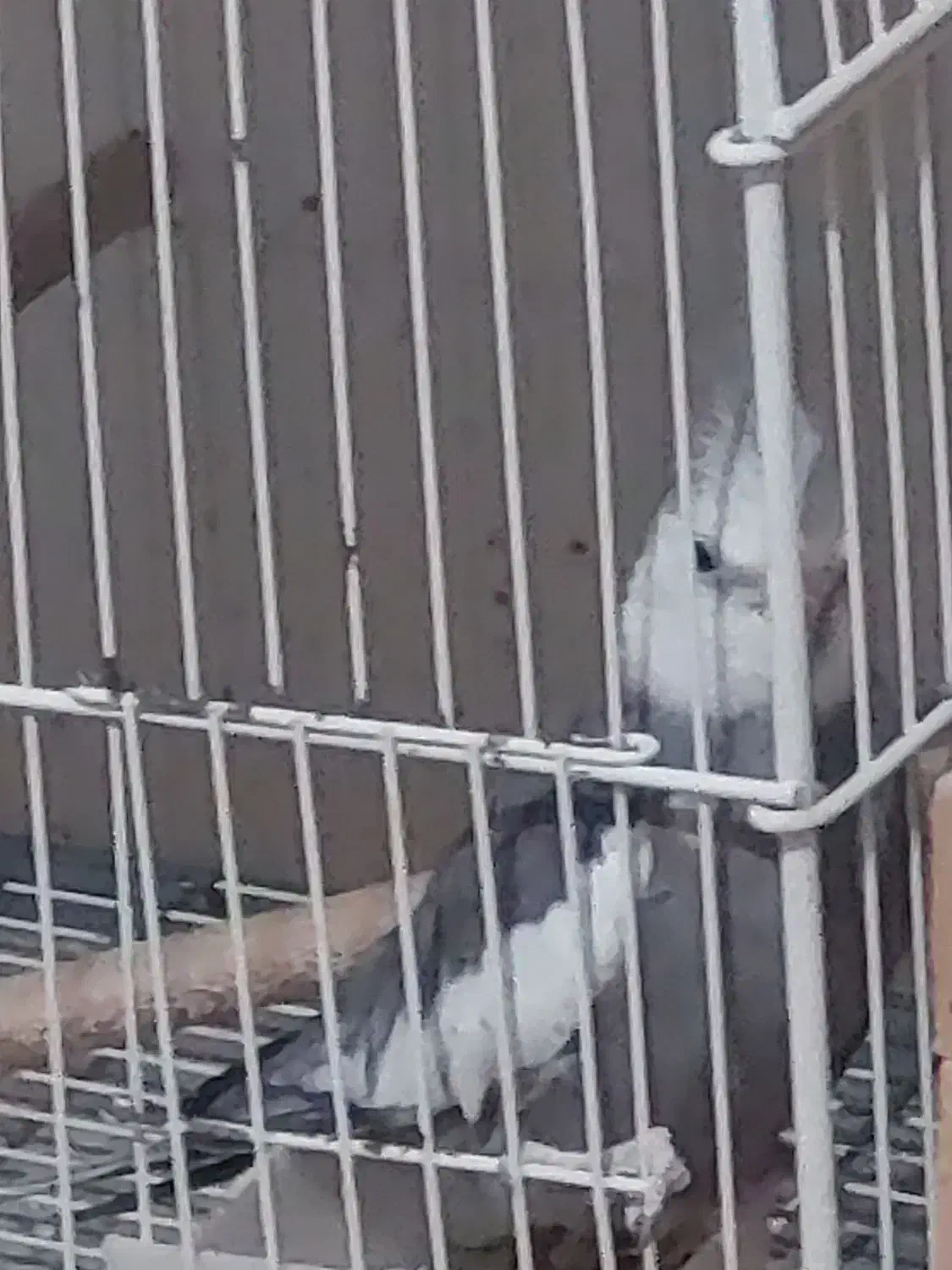 عروس هلندی مولد|پرنده|زرقان, |دیوار