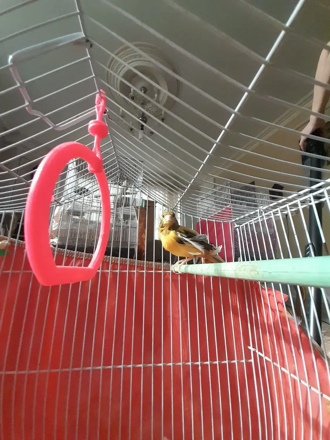 قناری|پرنده|نیشابور, بنیاد شهید|دیوار