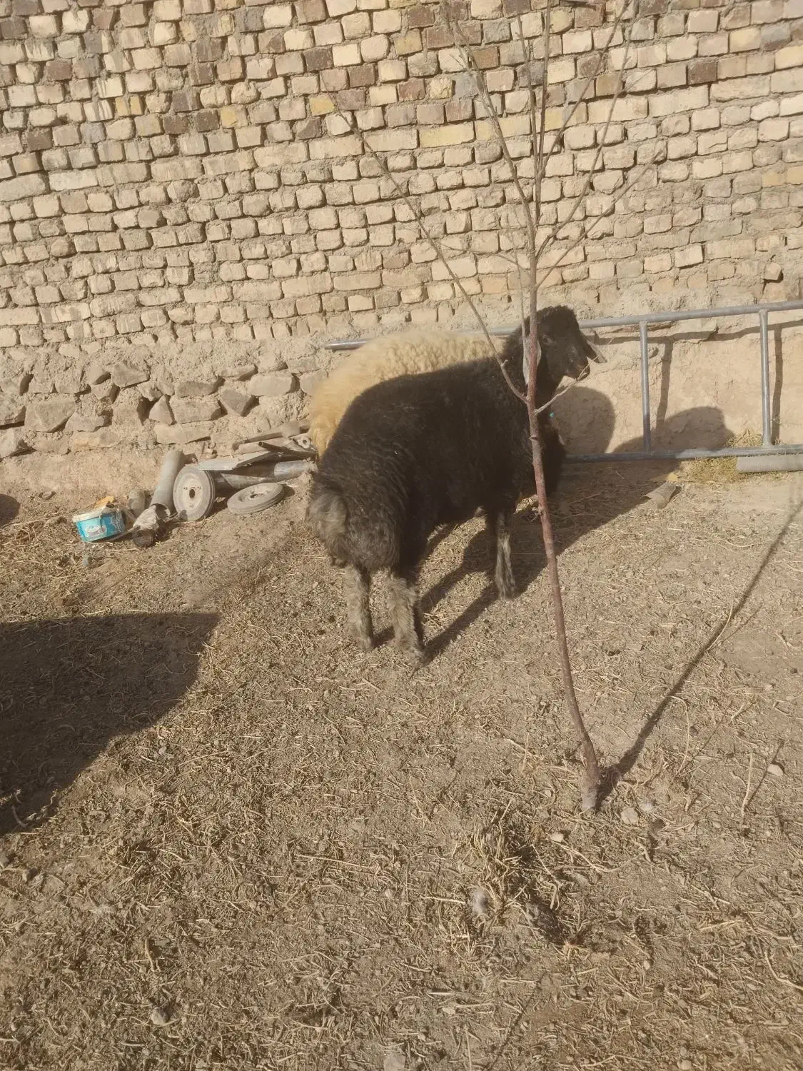 بره قوچ کبود|حیوانات مزرعه|فرمهین, |دیوار