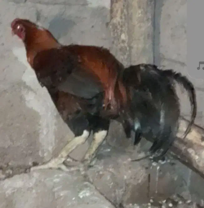 خروس لاری|حیوانات مزرعه|قزوین, |دیوار