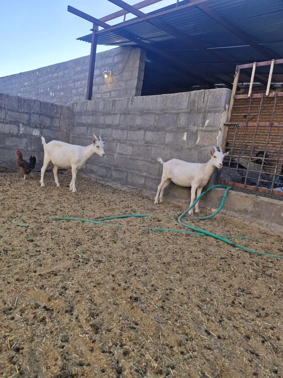 بزغاله سانن، الپاین، ماده|حیوانات مزرعه|خور (اصفهان), |دیوار